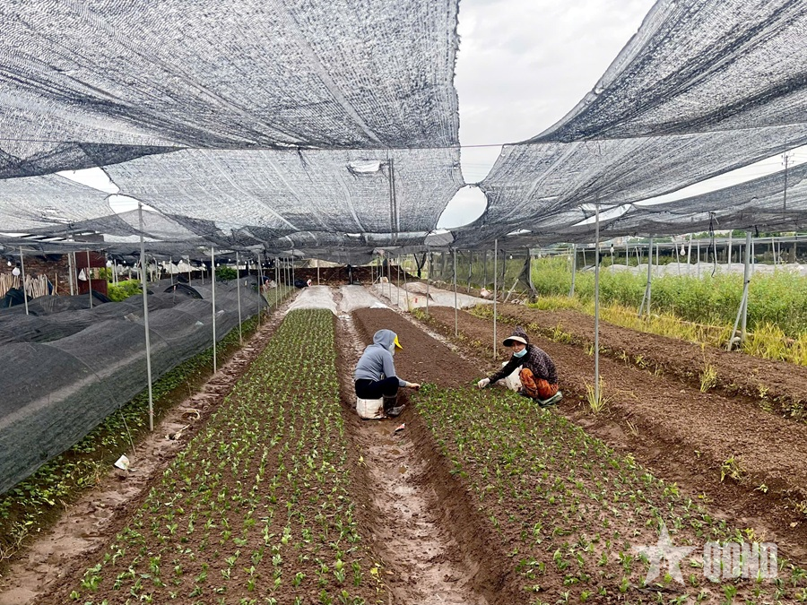 Làng hoa Tây Tựu gượng dậy sau mưa lũ